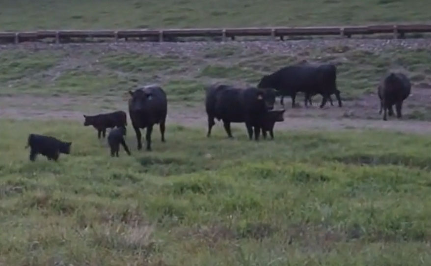 195 Angus Pairs... Northeast IA