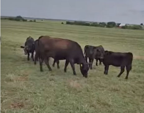 295 Angus & Angus Cross Pairs... S. Central OK
