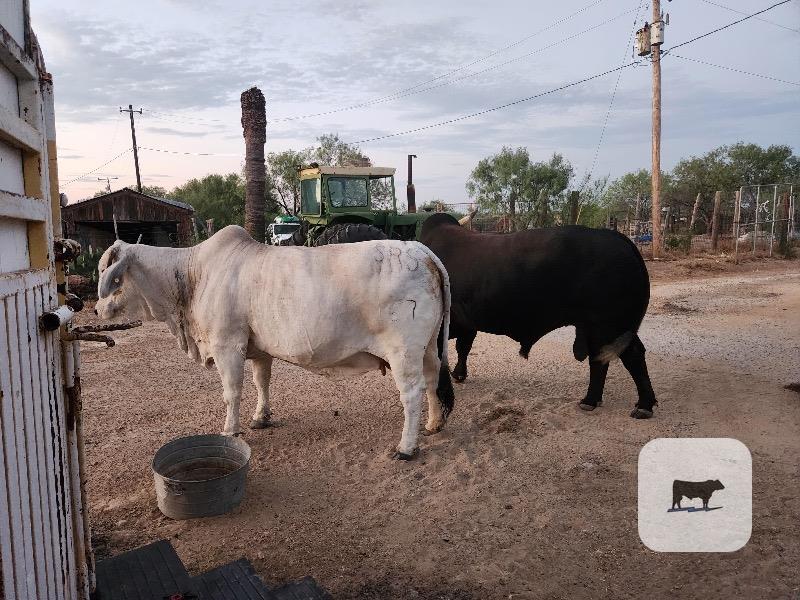 1 Brahman/American Blue Bull... South TX thumbnail 4