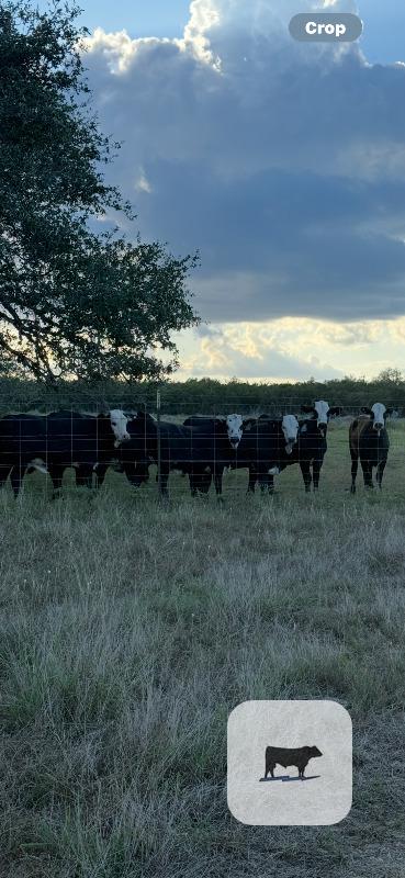 18 Angus/Brangus Baldy Rep. Heifers... South TX thumbnail 2