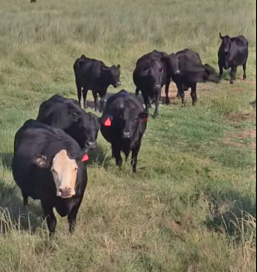 206 Angus Cows... S. Central OK
