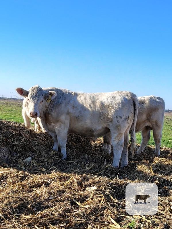 10 Reg. Charolais Bulls... North TX