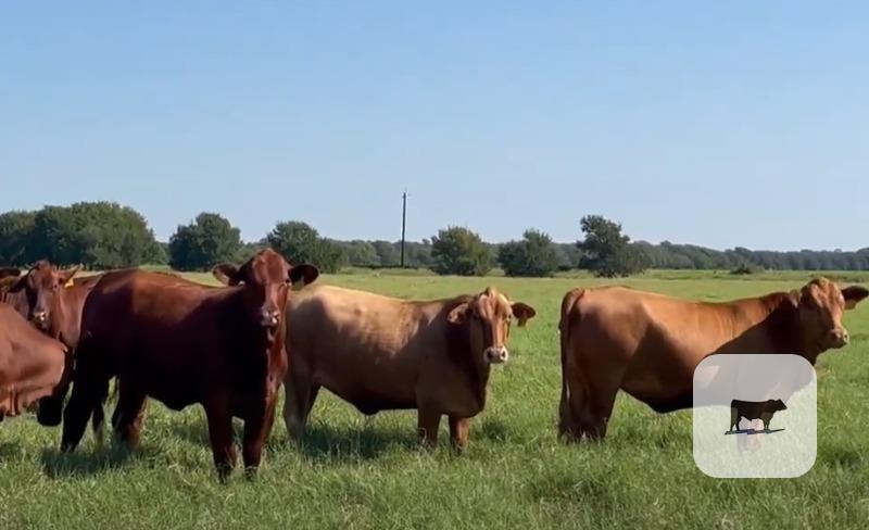 44 Red Crossbred Bred Heifers... South TX thumbnail 3
