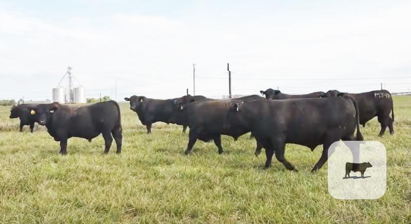 20 Angus Bulls... Southwest MO thumbnail 2
