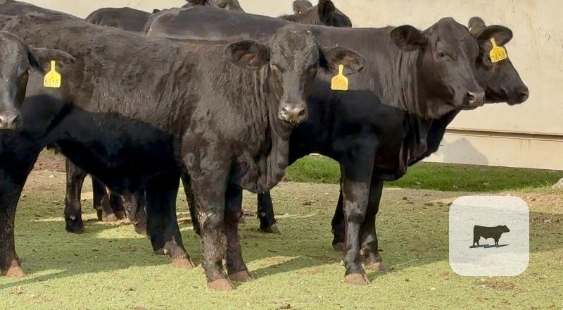 10 Brangus Rep. Heifers... Central TX thumbnail 2