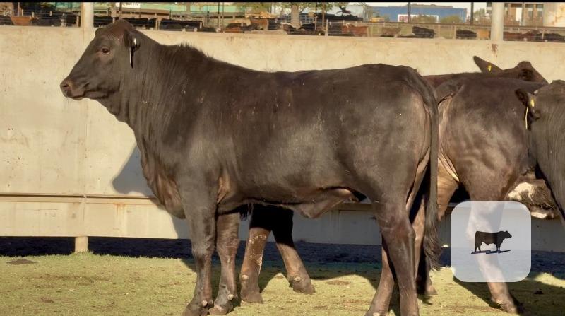 20 F1 Brangus & Brangus Cross Rep. Heifers... Central TX thumbnail 2