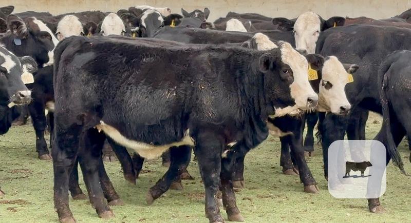 75 Angus Plus Black Baldy Rep. Heifers... Central TX thumbnail 2