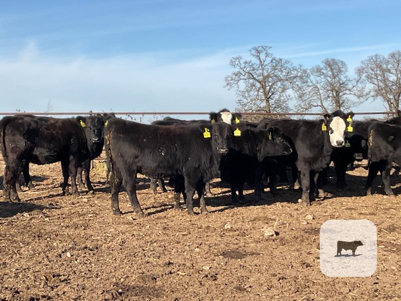 80 Angus & BWF Rep. Heifers... Southwest MO thumbnail 3