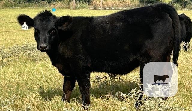 10 SimAngus & Maine-Angus Rep. Heifers... N. Central TX thumbnail 6