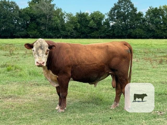 1 Reg. Hereford Bull... S. Central LA