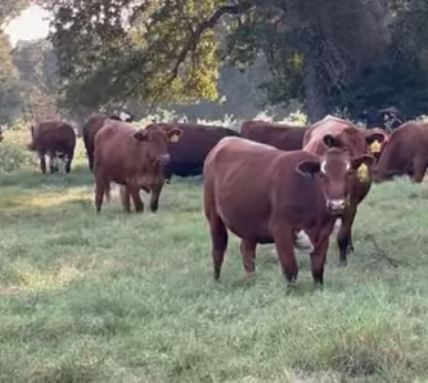 130 American Red & Santa Gertrudis-Hereford/Red Angus Bred Heifers... Central TX thumbnail 2