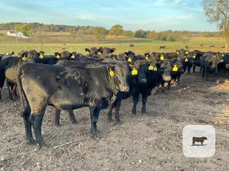 86 Angus & BWF Rep. Heifers... Southwest MO thumbnail 2