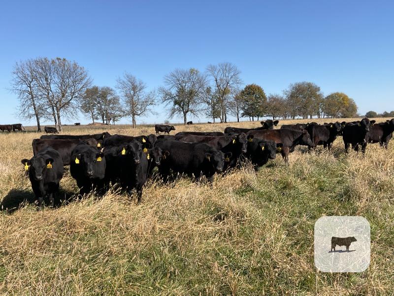 85 Angus & BWF Rep. Heifers... Southwest MO thumbnail 3