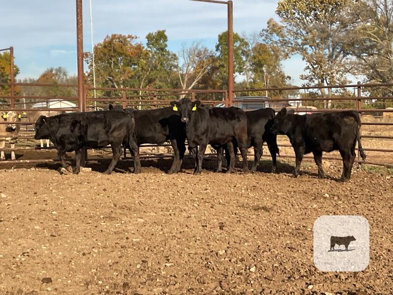 7 Angus Bred Heifers... Southwest MO thumbnail 2