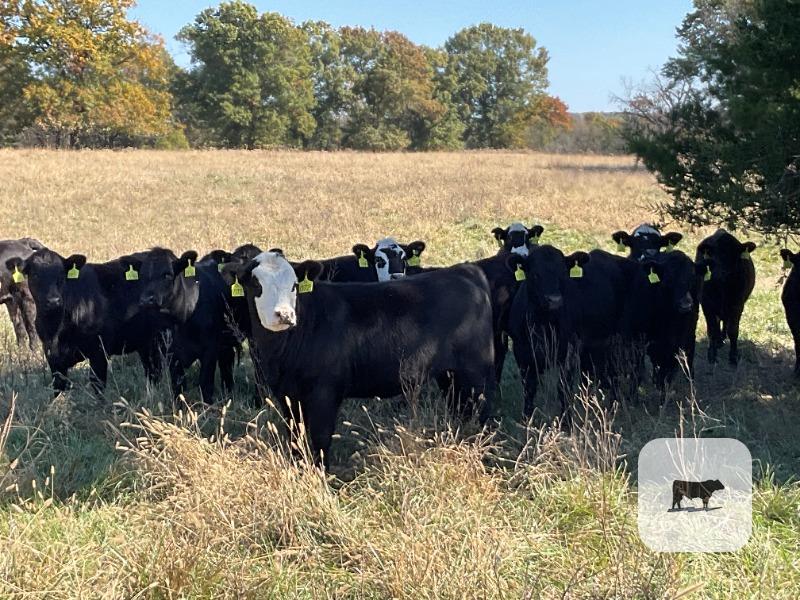 75 Angus & BWF Rep. Heifers... SW Missouri