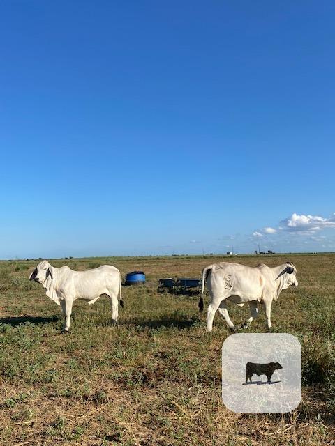 3 Reg. Brahman Rep. Heifers... South TX thumbnail 3