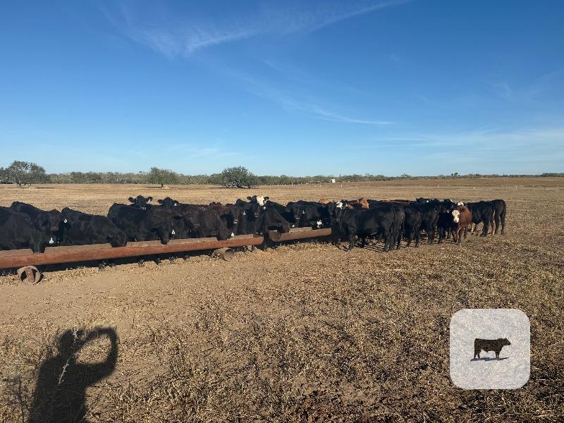 40 Brangus Cross Rep. Heifers... South TX thumbnail 4
