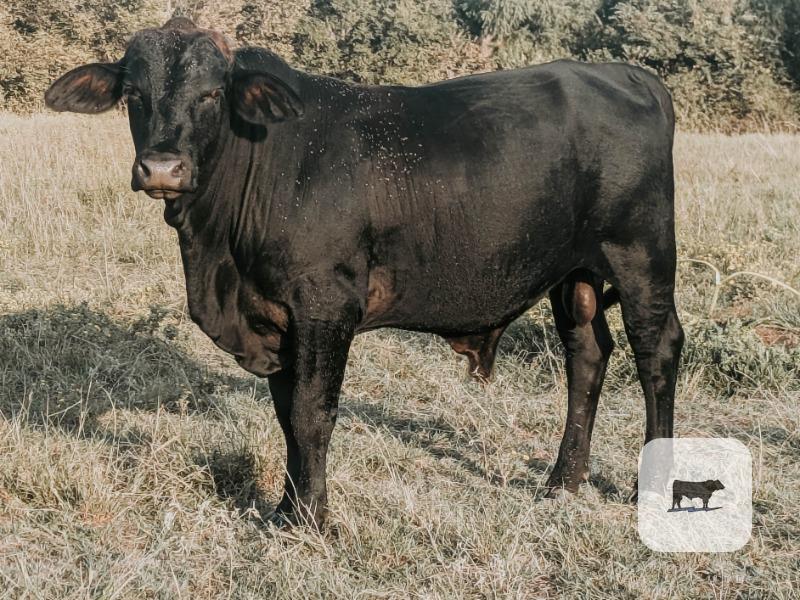 1 F1 Brangus Bull... Central OK thumbnail 5