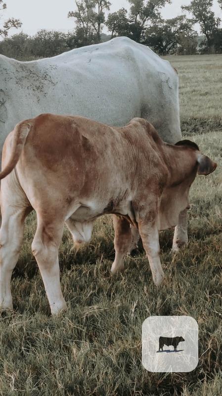 1 Brahman Bull Calf... Central OK thumbnail 2