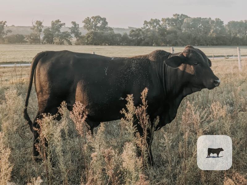 1 F1 Brangus Bull... Central OK thumbnail 2