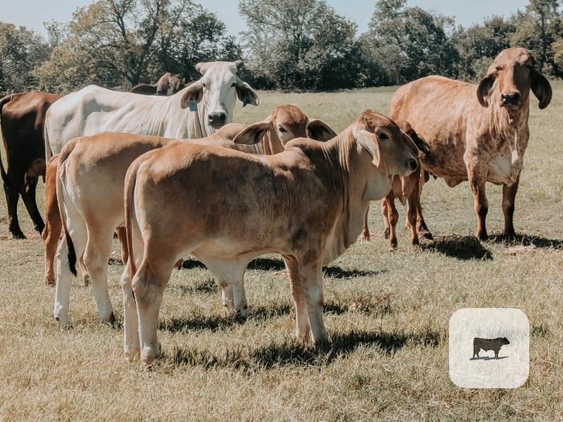 1 Brahman Bull Calf... Central OK