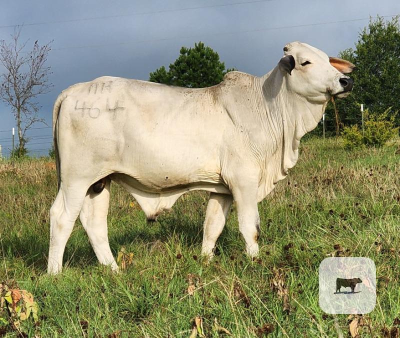 10 Reg. Brahman Bulls... Southeast OK thumbnail 2