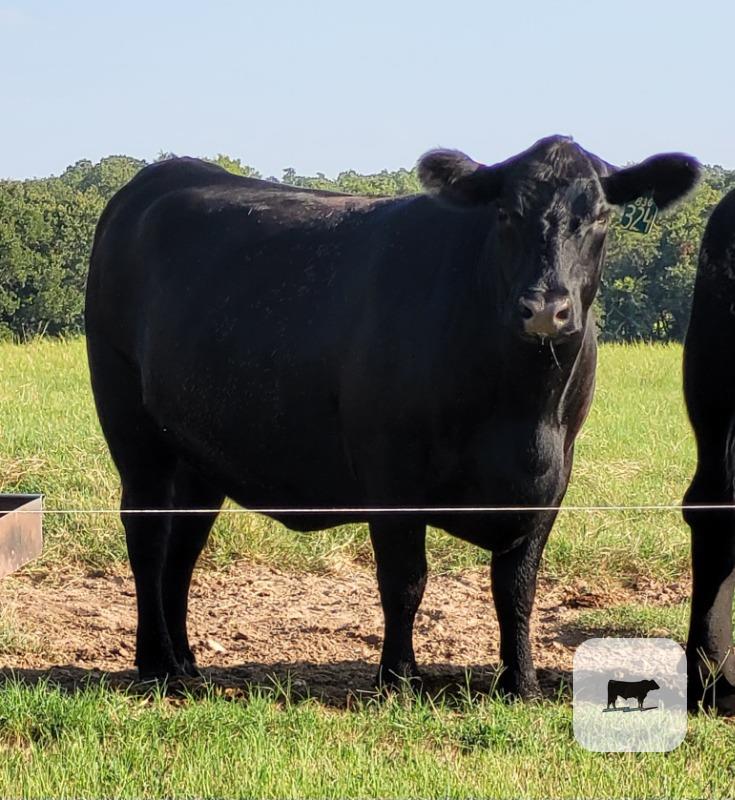 167 Reg. Angus Bred Heifers... North TX