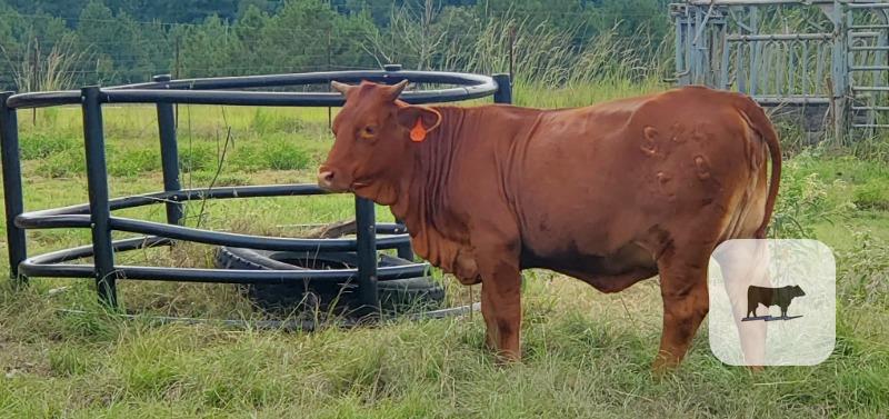7 Beefmaster E6 Bred Heifers... W. Central LA thumbnail 3