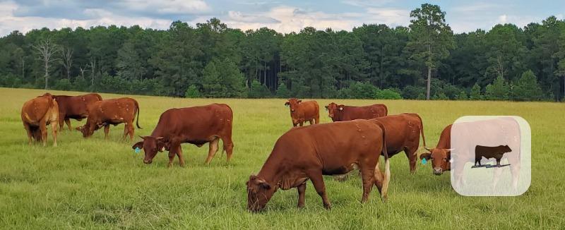 7 Beefmaster E6 Bred Heifers... W. Central LA