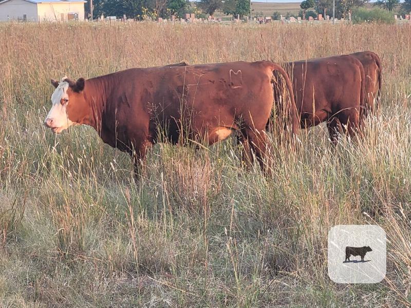 13 Red Angus & Red Baldy Bred Heifers... Central OK thumbnail 4