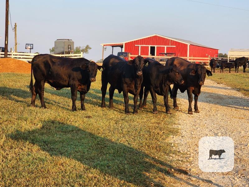 12 Brangus & Brangus Cross Bred Heifers... S. Central TX thumbnail 2