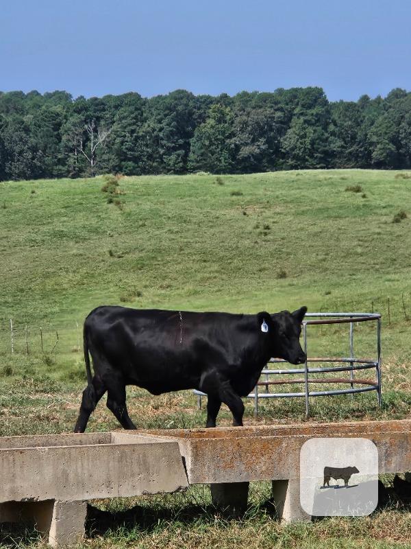 12 Angus Cross Bred Heifers... N. Central LA thumbnail 2