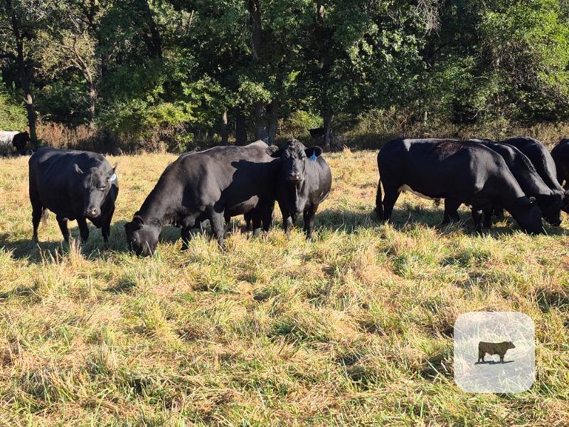 80 Angus & BWF Cows... Central MO thumbnail 2