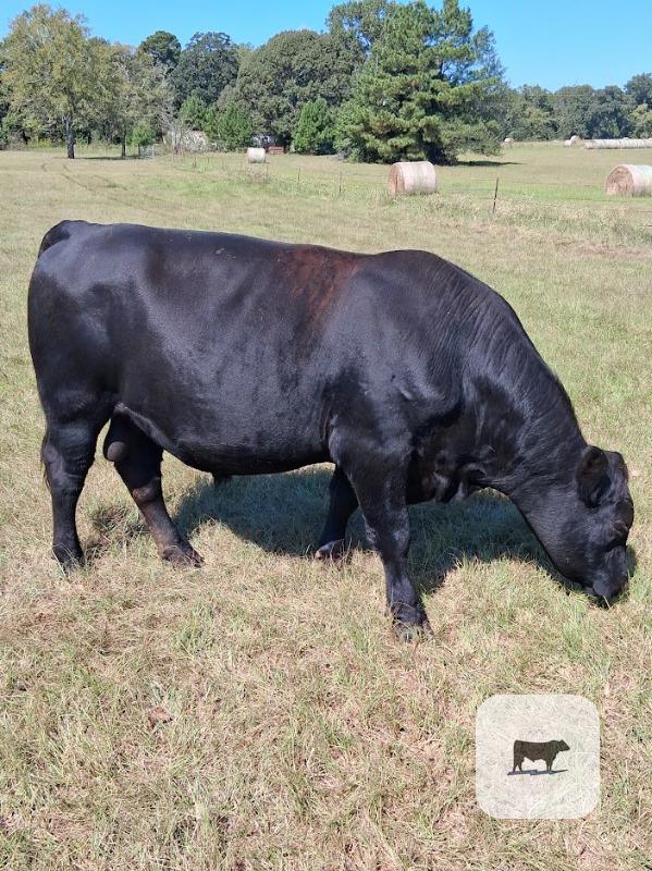 1 Reg. Angus Bull... East TX (1) thumbnail 3