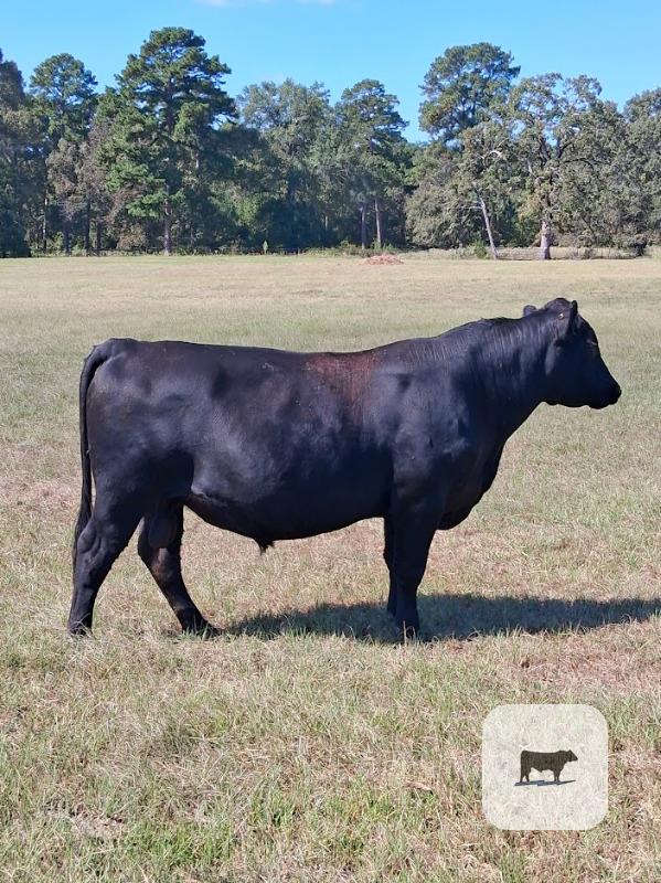 1 Reg. Angus Bull... East TX (1)