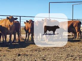 18 Red Angus Cows... Central NM thumbnail 4