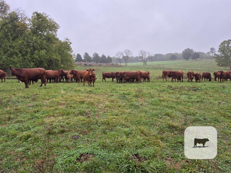 60 Red Angus & RWF Cows... Central MO thumbnail 4