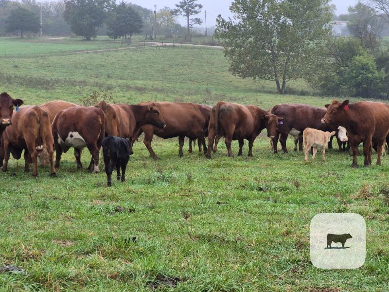 60 Red Angus & RWF Cows... Central MO thumbnail 3