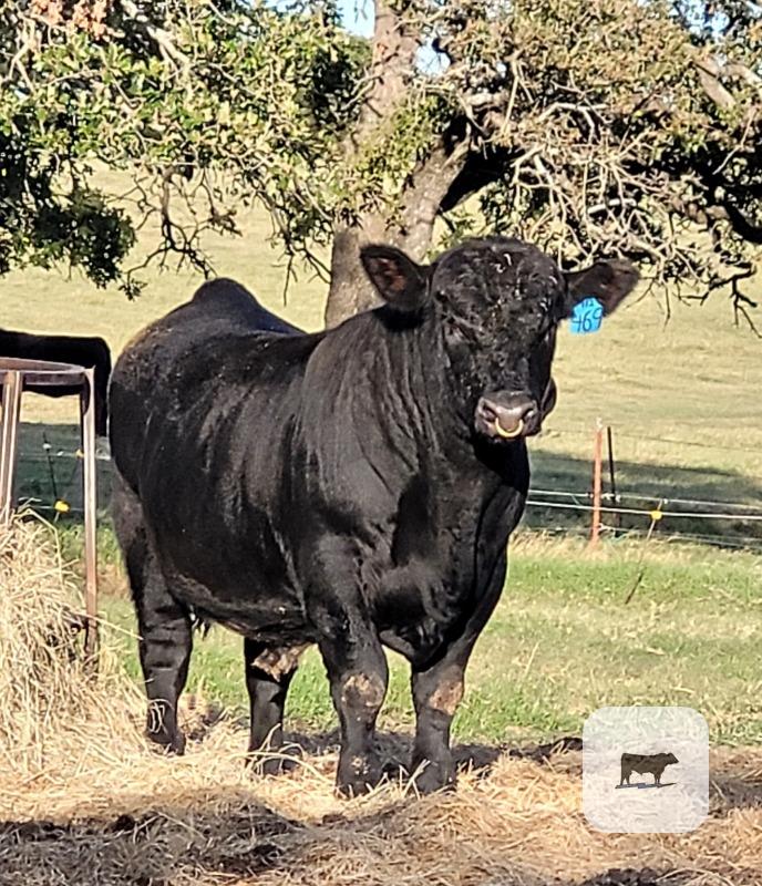 11 Angus, Simmental & Chianina Bulls... North TX