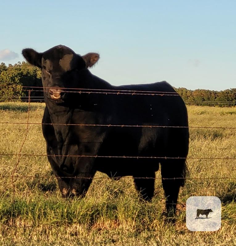 11 Angus, Simmental & Chianina Bulls... North TX thumbnail 4