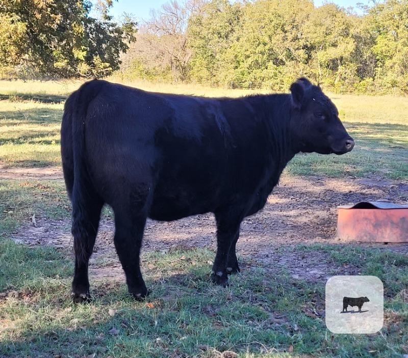 7 Reg. Angus & ChiAngus Bred Heifers... North TX thumbnail 5