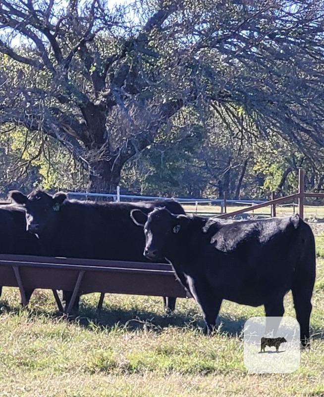 7 Reg. Angus & ChiAngus Bred Heifers... North TX