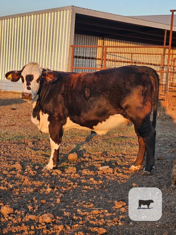 4 Crossbred Bred Heifers... S. Central TX thumbnail 3