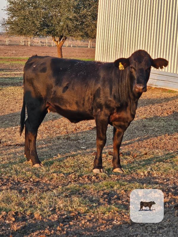 4 Crossbred Bred Heifers... S. Central TX thumbnail 5