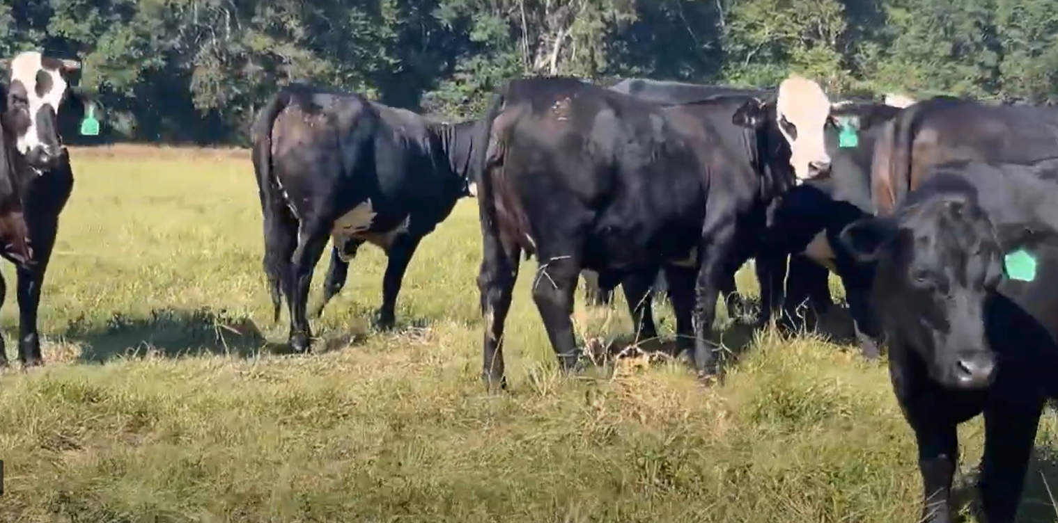 48 Angus Plus & Brangus Bred Heifers... East TX