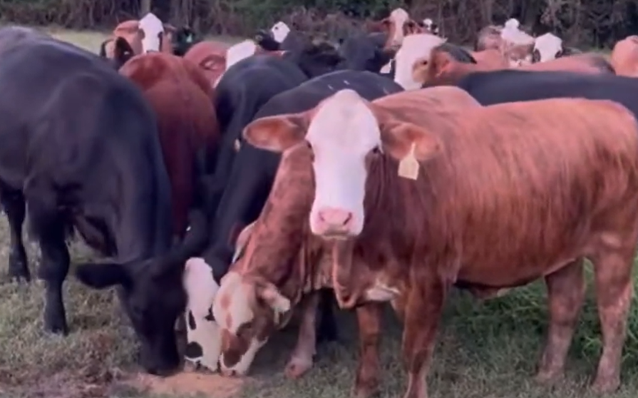 80 Braford & Brangus Bred Heifers... Southeast LA