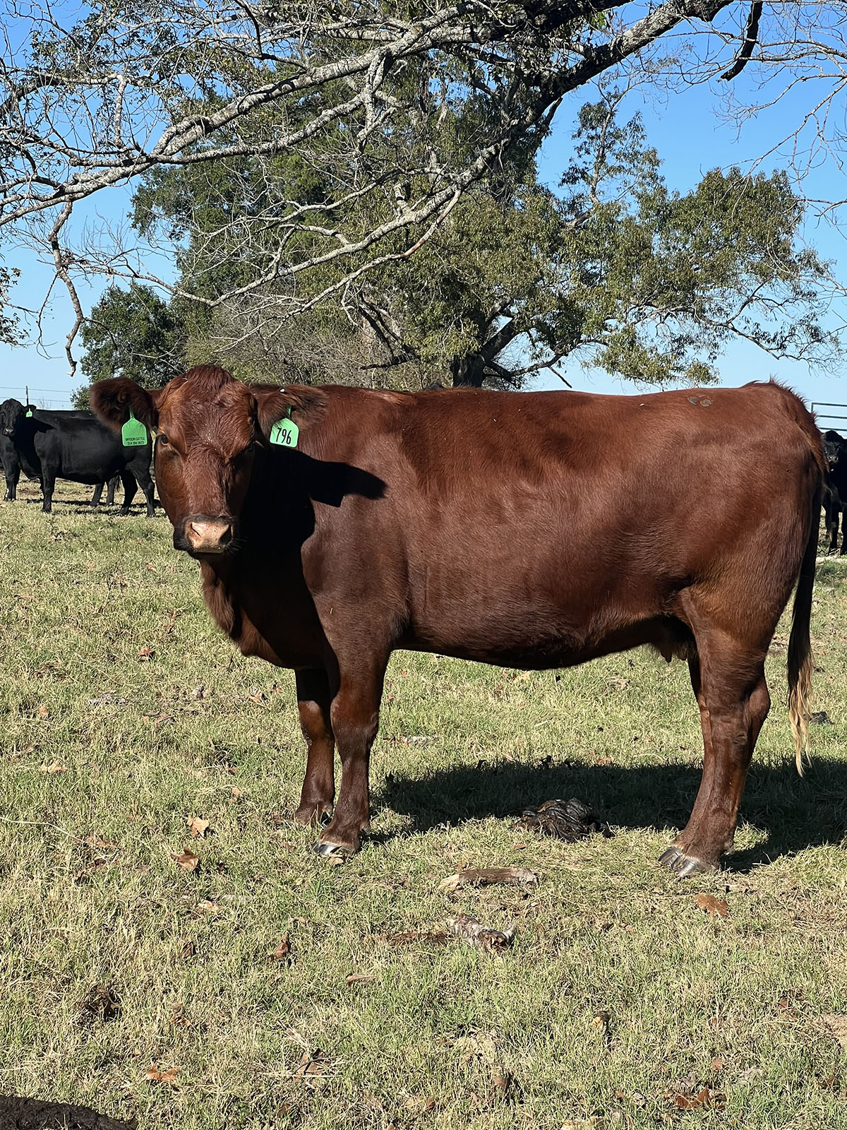 282 Angus & Angus Cross Cows... Northeast TX thumbnail 5