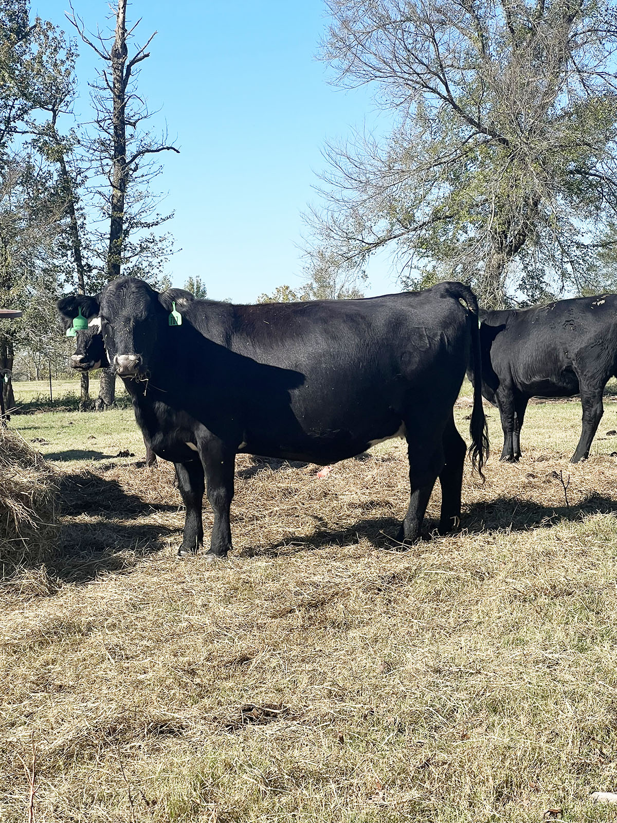 282 Angus & Angus Cross Cows... Northeast TX thumbnail 6