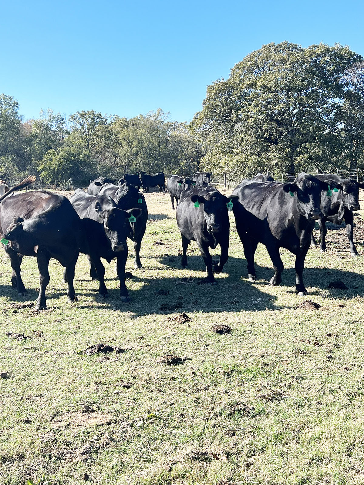 200 Angus & Angus Cross Cows... Northeast TX thumbnail 2