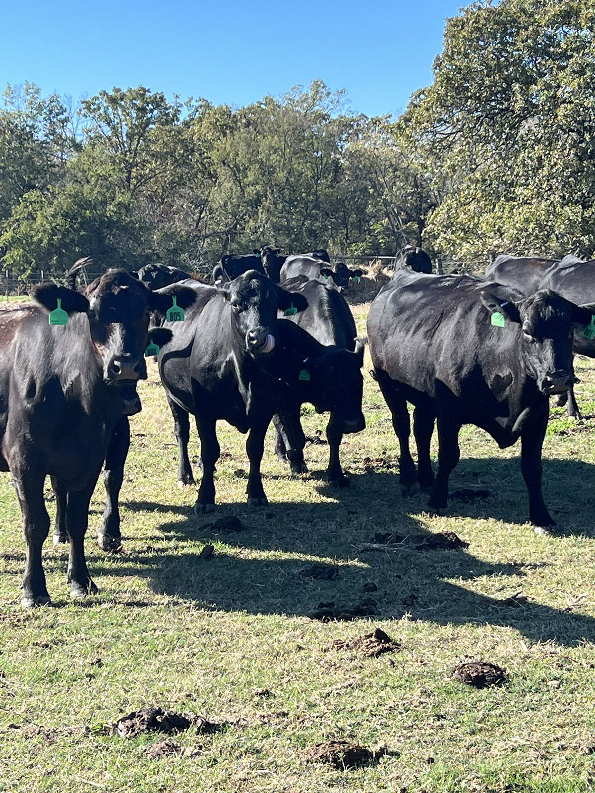200 Angus & Angus Cross Cows... Northeast TX thumbnail 3
